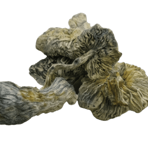 Albino Rollercoaster Mushrooms