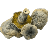 Albino Thai Lipa Yai mushrooms