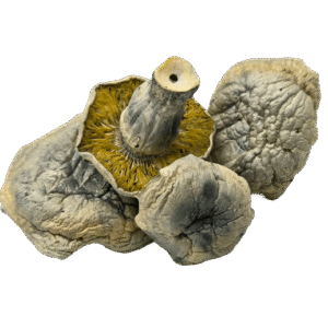 Albino Thai Lipa Yai mushrooms