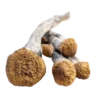 Amazonian Q3 Mushrooms