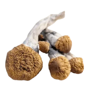 Amazonian Q3 Mushrooms