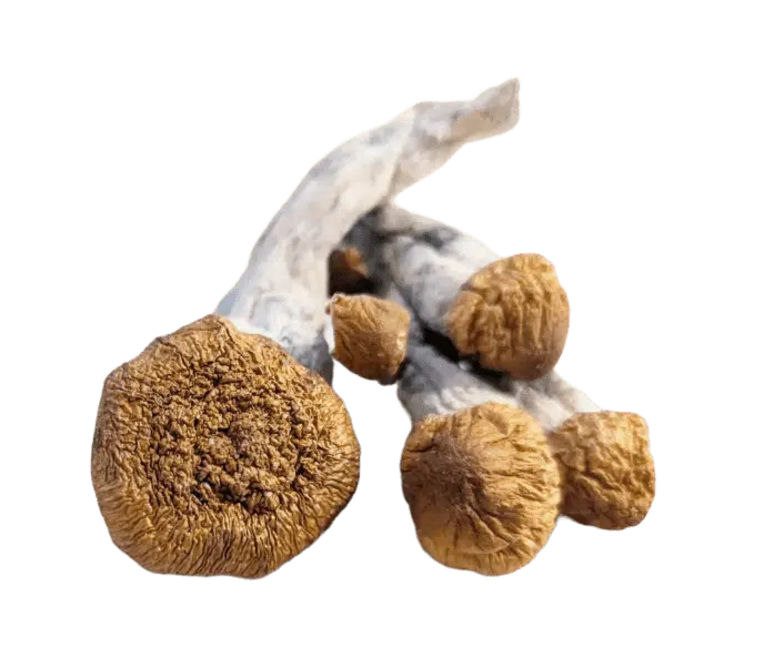 Amazonian Q3 Mushrooms