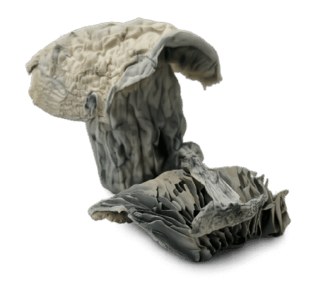 Atlantic Treasure Coast Mushrooms