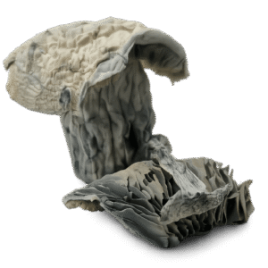 Atlantic Treasure Coast Mushrooms