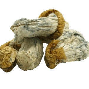 avalanche mushroom