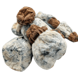 Blue Button Magic mushrooms