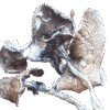 Blue Meanies Mushrooms