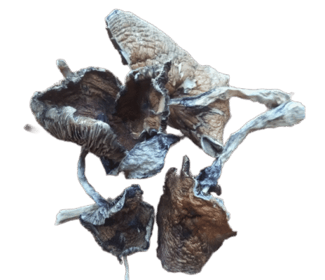 Blue Meanies Mushrooms 