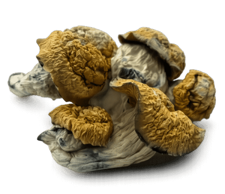 Creature 801 Mushrooms
