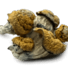Creature 801 Mushrooms