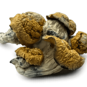 Creature 801 Mushrooms