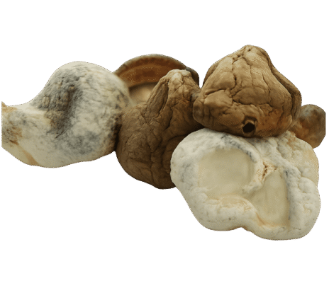 DC Mac Mushrooms