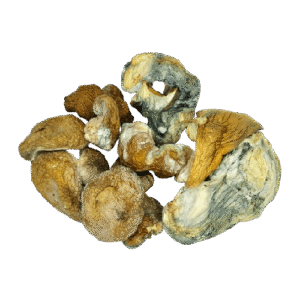 Dino Eggs Mushrooms