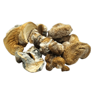 Dino Eggs Mushrooms