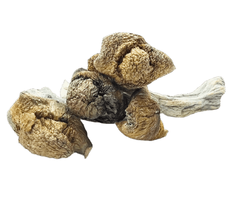 Golden Emperor Mushrooms
