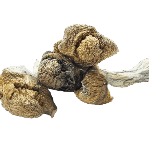 Golden Emperor Mushrooms