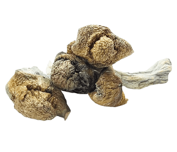 Golden Emperor Mushrooms