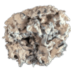 Enigma Mushrooms
