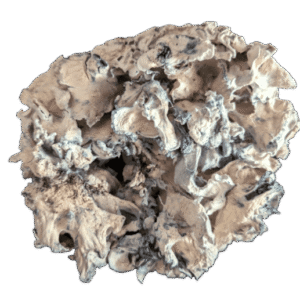 Enigma Mushrooms