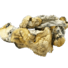 Fo Dawg Mushrooms