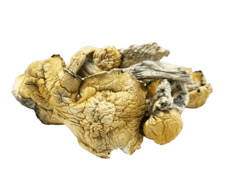 Fo Dawg Mushrooms