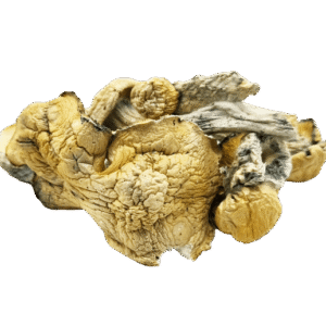 Fo Dawg Mushrooms