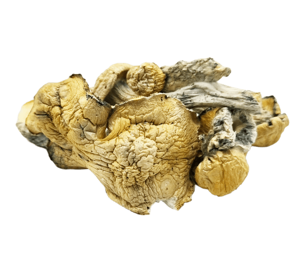 Fo Dawg Mushrooms