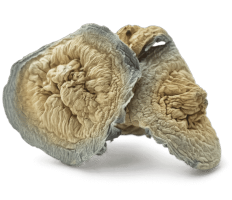 Swamp Ghost Mushroom