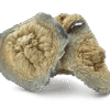Swamp Ghost Mushroom
