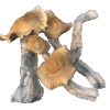 Golden Teachers magic Mushrooms