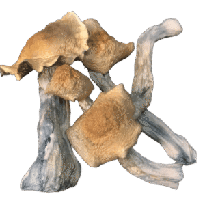 Golden Teachers magic Mushrooms