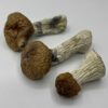Hillbilly Magic Mushrooms 