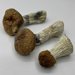 Hillbilly Magic Mushrooms 