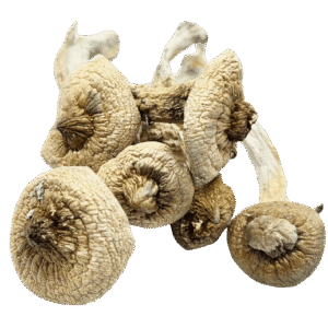 Jedi Mind Fuck Mushrooms