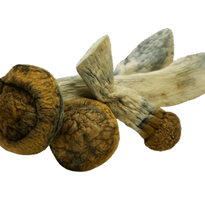 MakShak magic Mushrooms