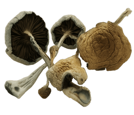 Medusa Mushrooms