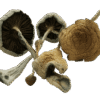 Medusa Mushrooms