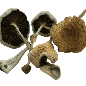 Medusa Mushrooms