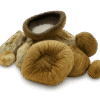 Squat Mac Shrooms