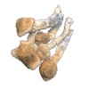 Stargazer mushrooms