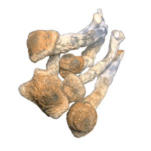 Stargazer mushrooms