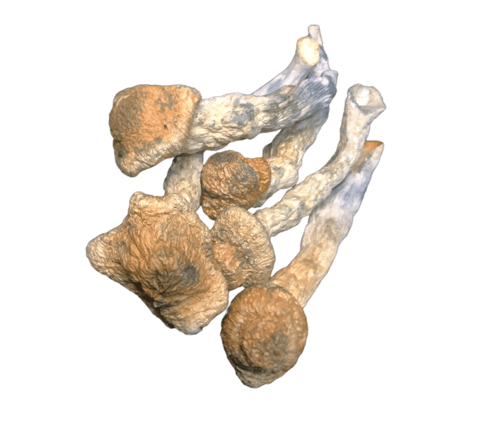 Stargazer mushrooms