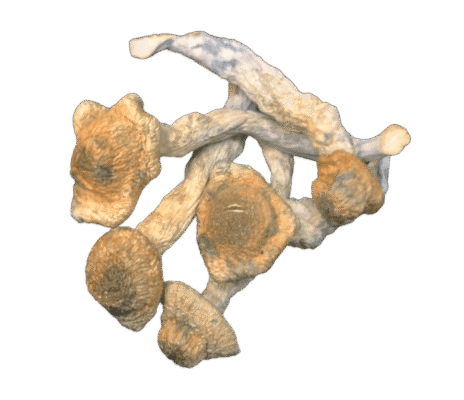 Stargazer Mushrooms