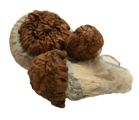 Texas Yellow Cap Mushrooms