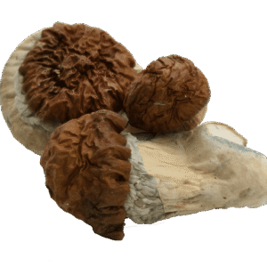 Texas Yellow Cap Mushrooms