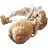 treasure coast mushroom