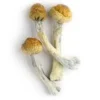Trinity Magic Mushrooms