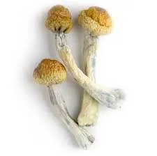 Trinity Magic Mushrooms