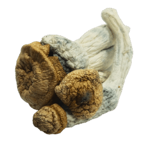 DC AK Mushrooms