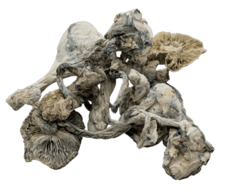 Extraterrestrial Mushrooms
